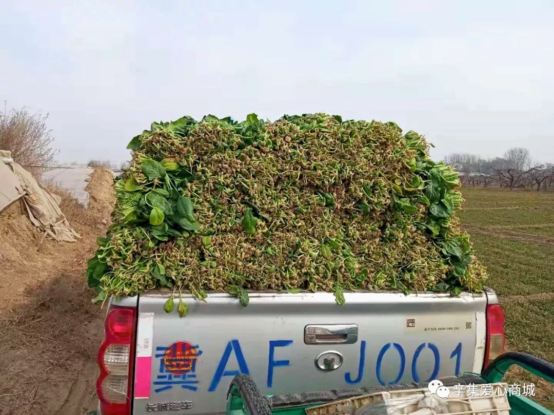 河北張立謙幫扶受傷的菜農采購滯銷青菜